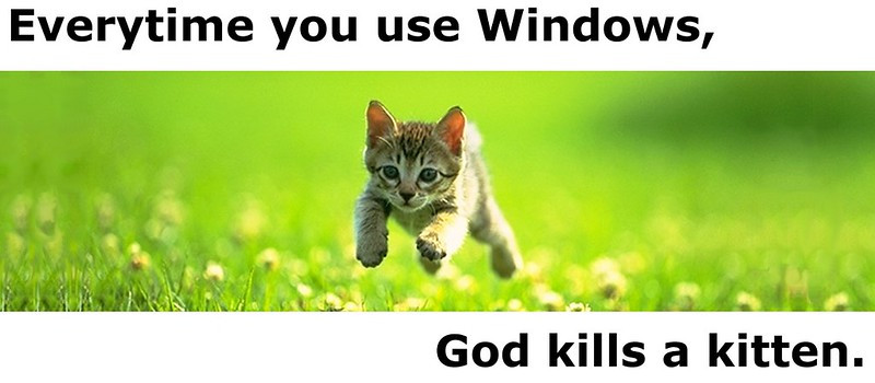 Window kills kittens